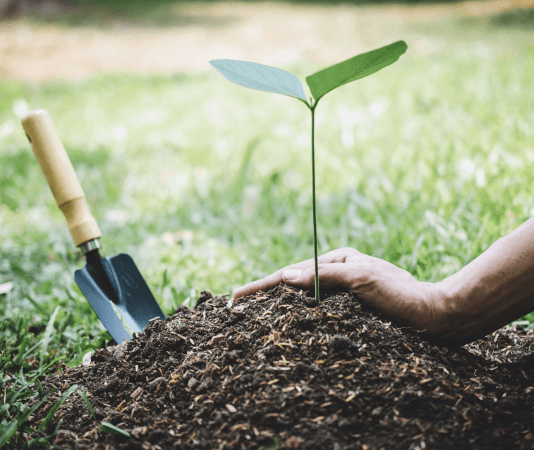 Hand planting a tree